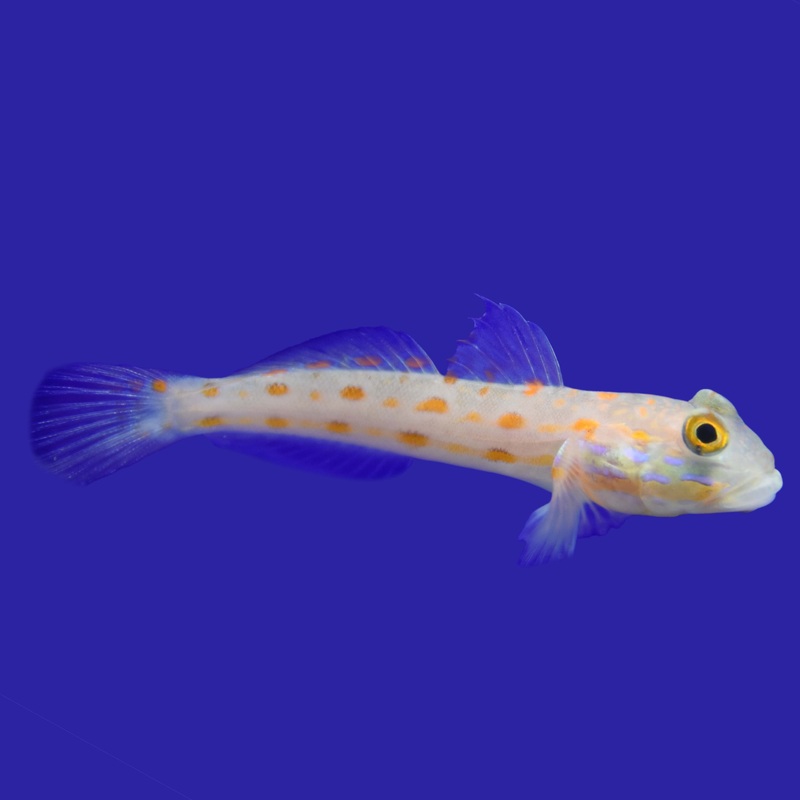 Diamond Goby Small (under 3 inch)