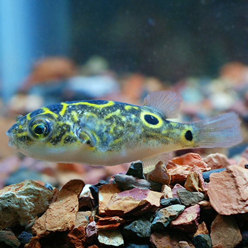 Figure 8 Puffer (Special Order)