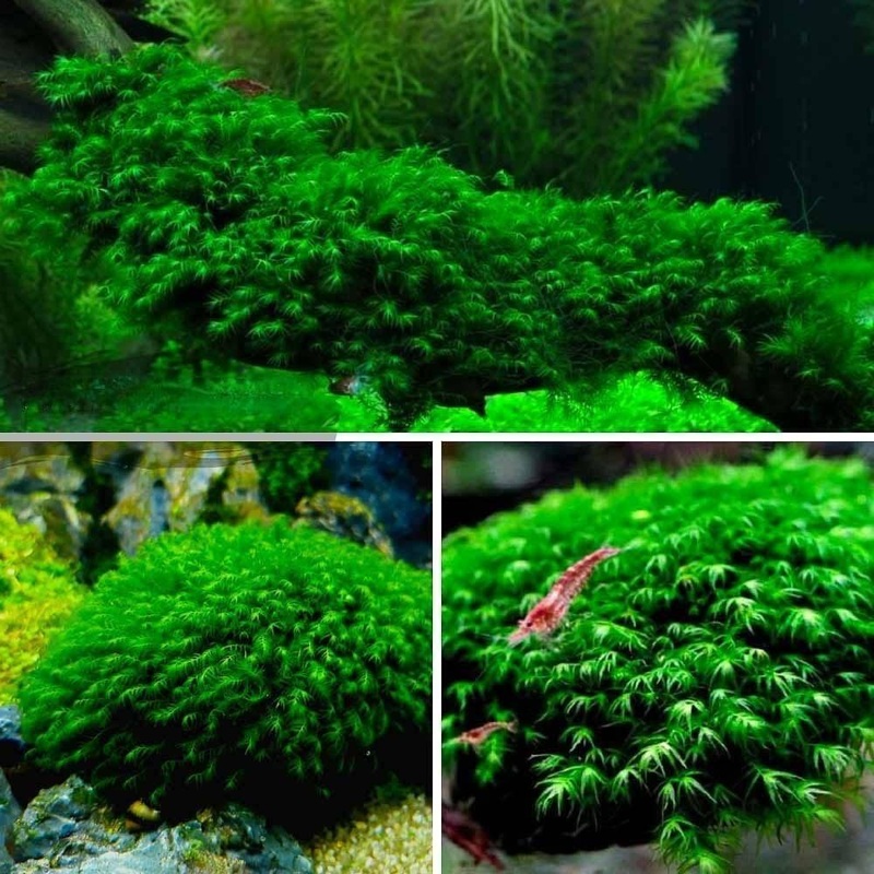 Fissidens fontanus – Phoenix Moss aka Us fissident Loose Moss 5×5 cm