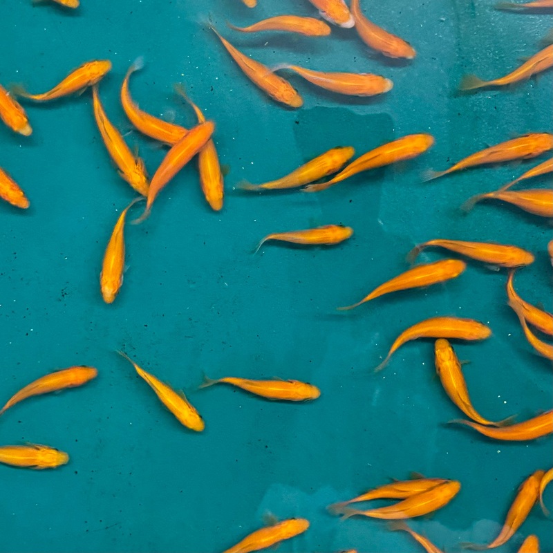 Goldfish – Comet Apricot Imported Goldfish – Apricot Comet 3-4in. (min 3)