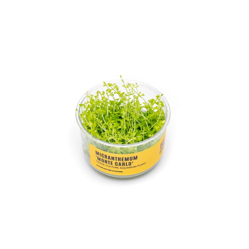 Micranthemum ‘Monte Carlo’ UNS Tissue Culture Single