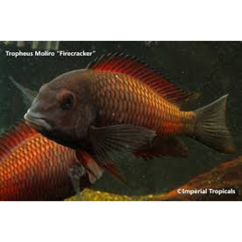Moliro Firecracker Tropheus 1-2 Unsexed
