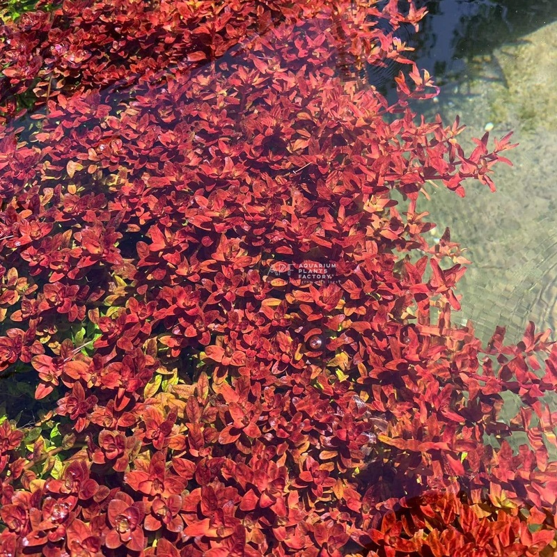 Rotala Mini Butterfly Fresh-cut Plants
