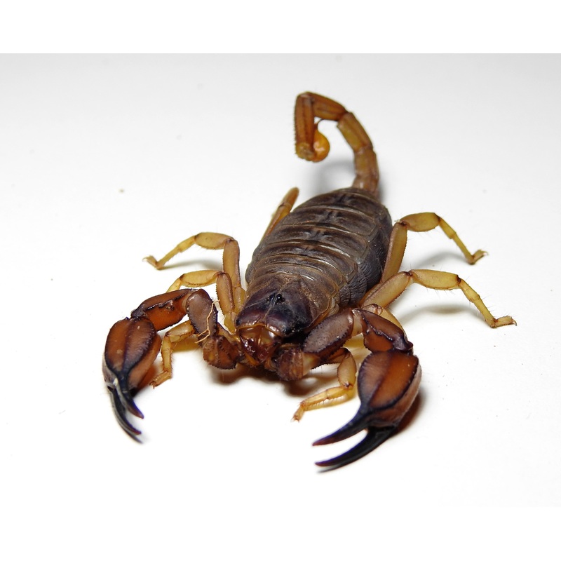 Scorpion – Flinders Rangers Large Adult