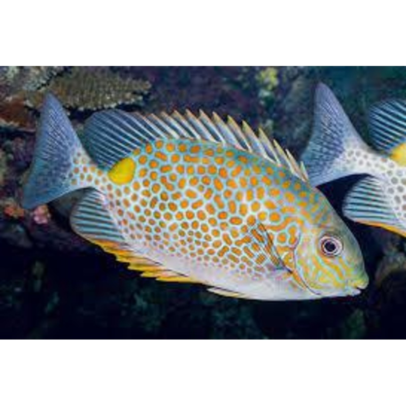 Yellow Blotch Rabbitfish