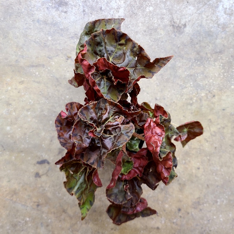 Begonia Autumn Crinkle 4-8 leaf cutting