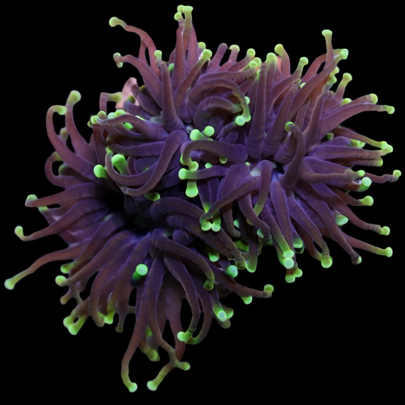 Black Torch with Green Tips frag