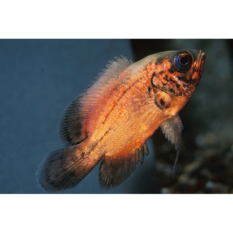 Red Oscar 4″