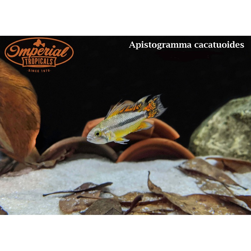 Apistogramma cacatuoides Captive bred Peruvian x Triple Red 1-2 Unsexed
