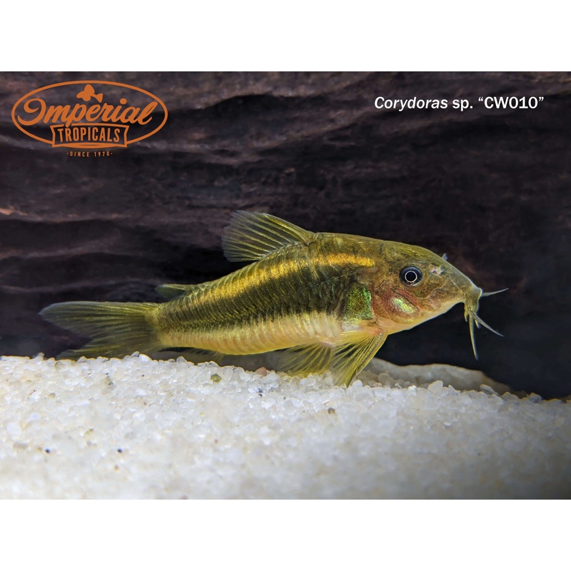 Gold Laser Osteogaster 1-2″ Unsexed