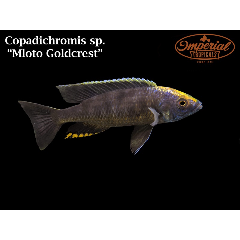 Mloto Goldcrest 2-3″ Unsexed