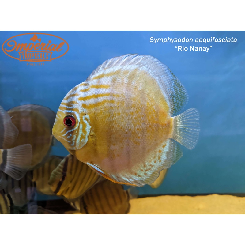 Rio Nanay Discus 4-5″ Unsexed