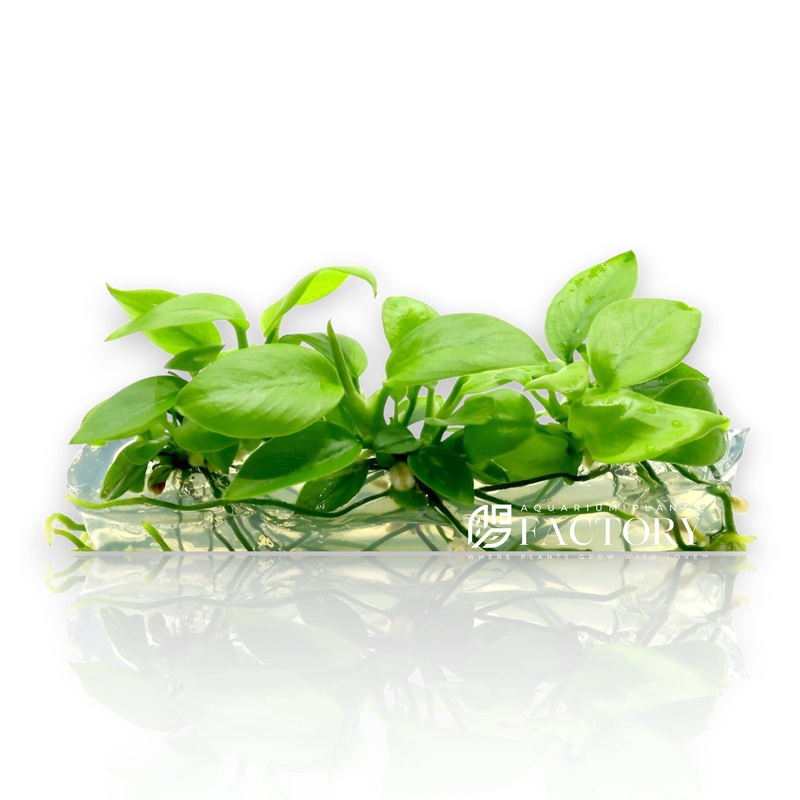 Anubias Golden Vitro Culture