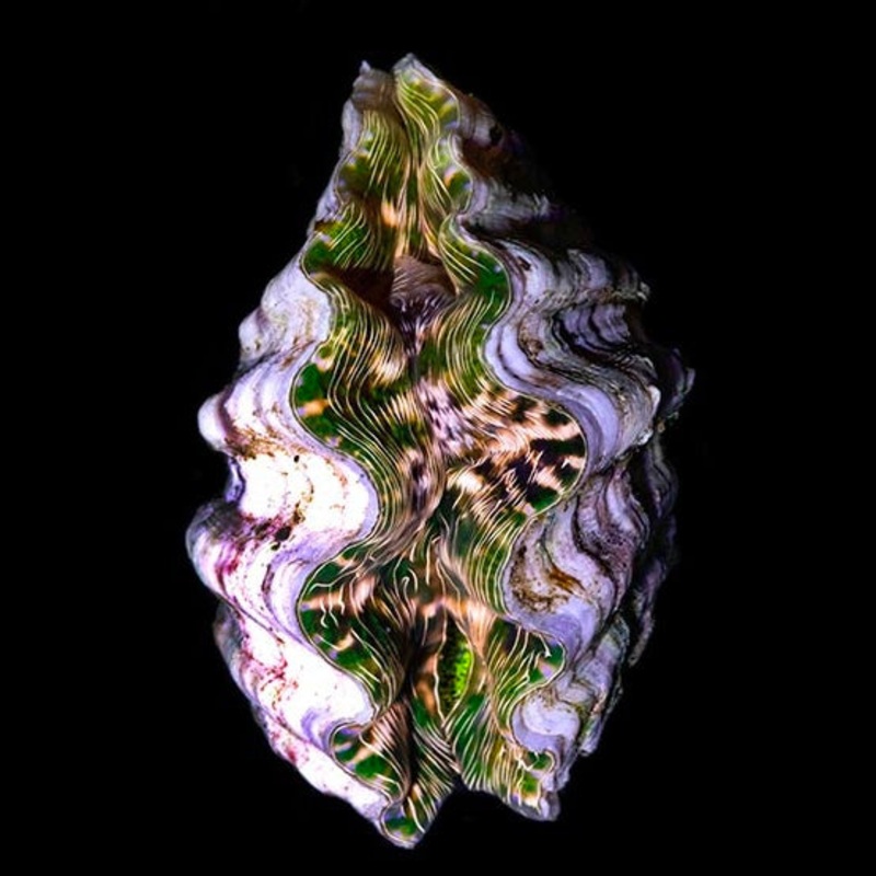 Bear Claw Clam – Cultured Hippopus Clam Grade A