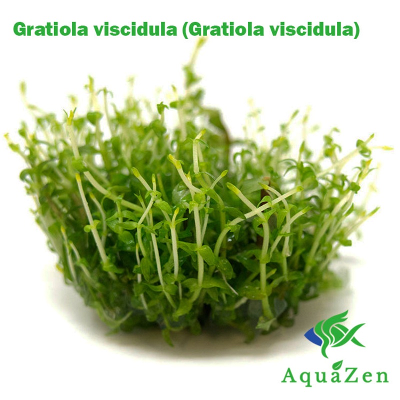 Gratiola viscidula (Gratiola viscidula) Tissue Culture 1 Tissue Culture