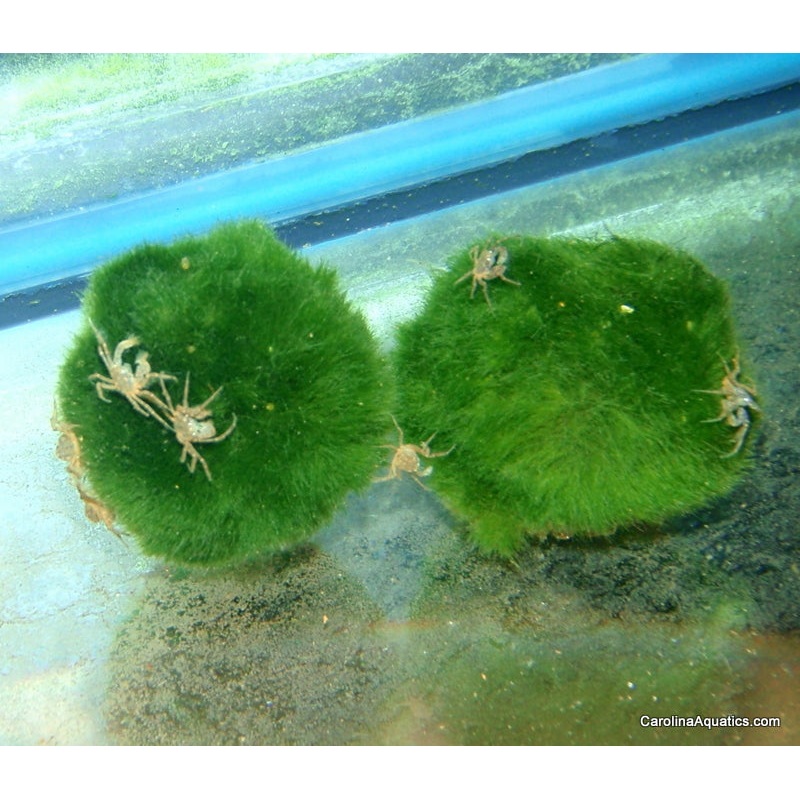 Invert – Thai Micro Spider crab