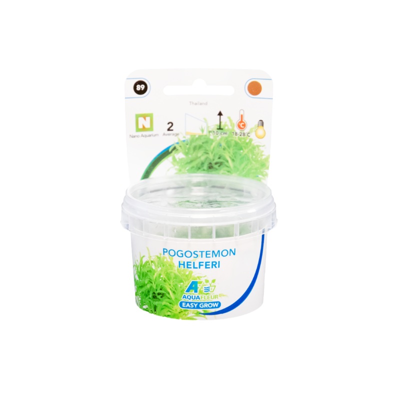 Pogostemon Helferi – Easy Grow