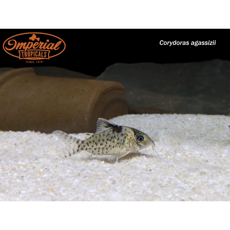 Spotted Brochis (3 Pack) 1-2″ Unsexed