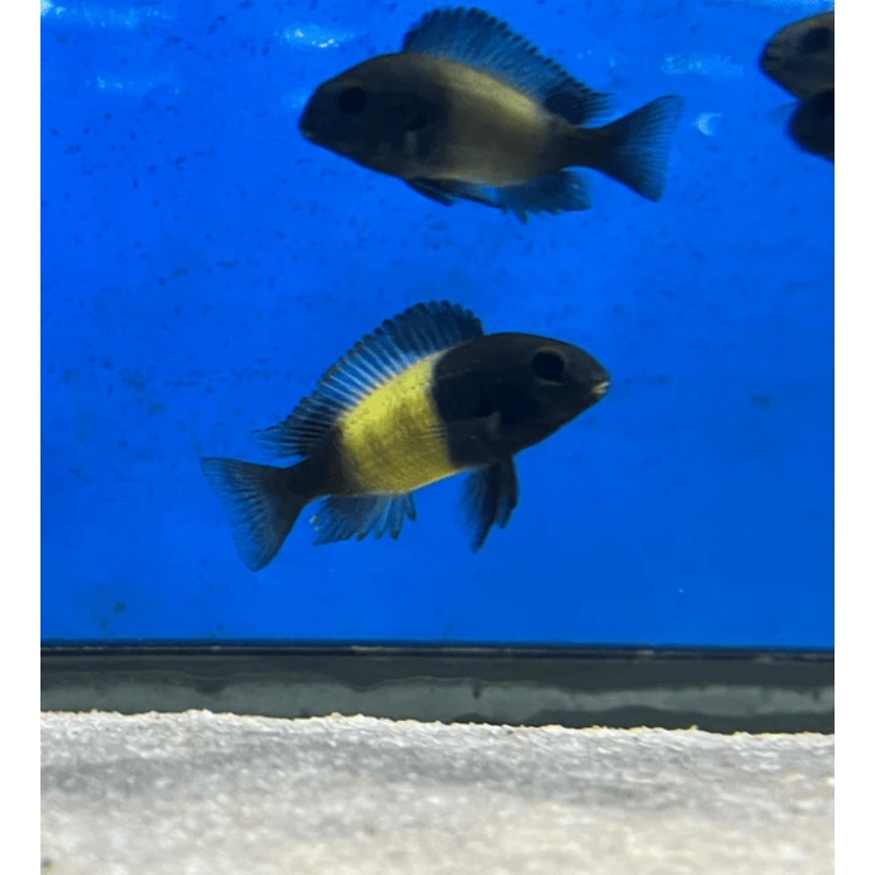 Tropheus sp. “Ikola” 1-2″ Unsexed