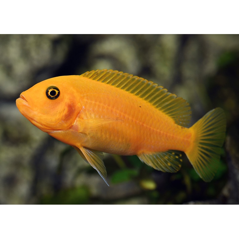 Zebra Cichlid – Tangerine 3-5cm