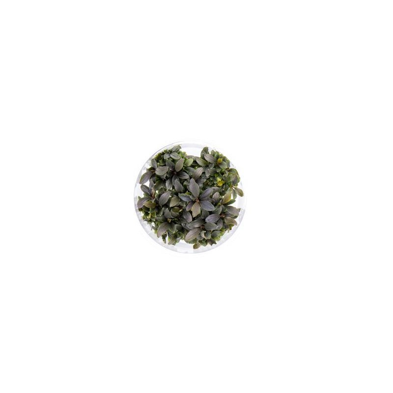 Bucephalandra Red Mini UNS Tissue Culture 1 Small Cup