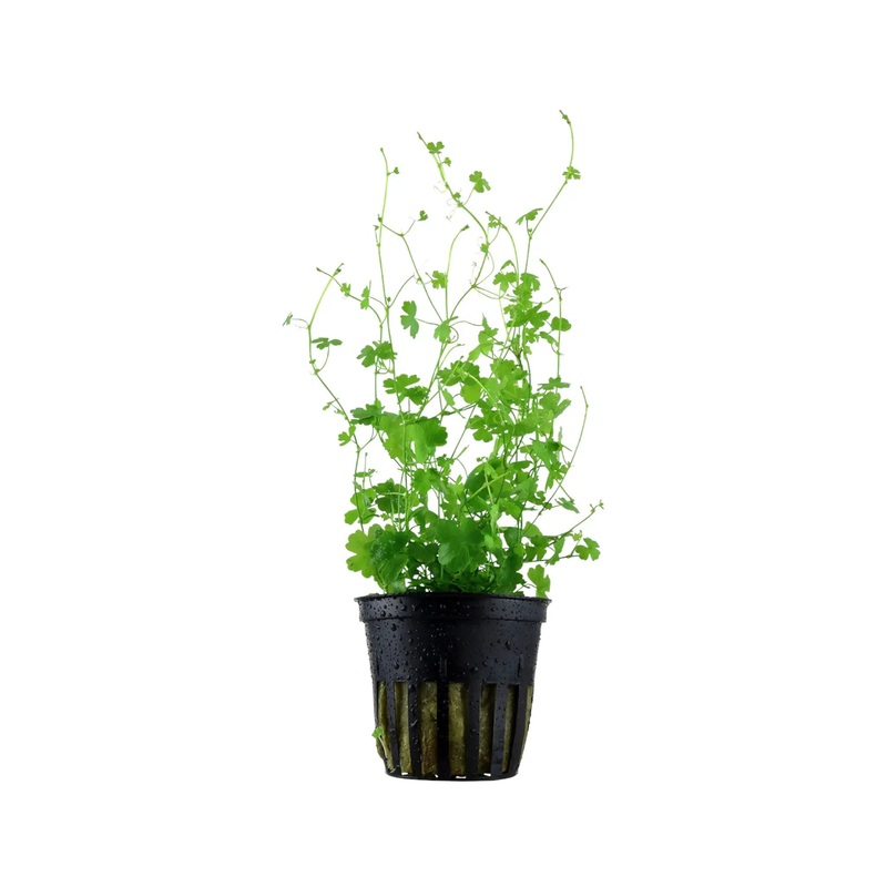 Hydrocotyle tripartita