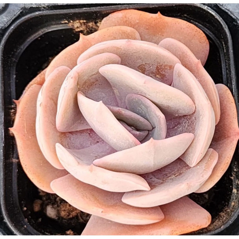 KSCPO – (041) Lilacina variegated