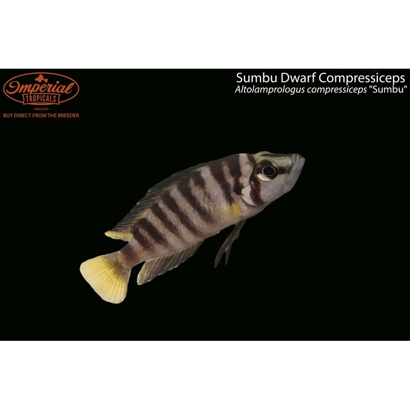 Sumbu Dwarf Compressiceps 1-2″ Unsexed
