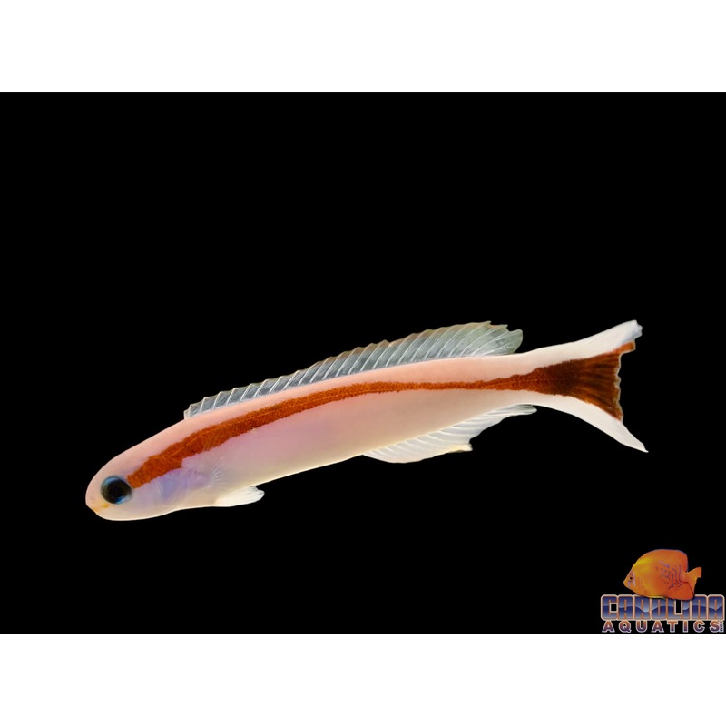Tilefish – Red Stripe
