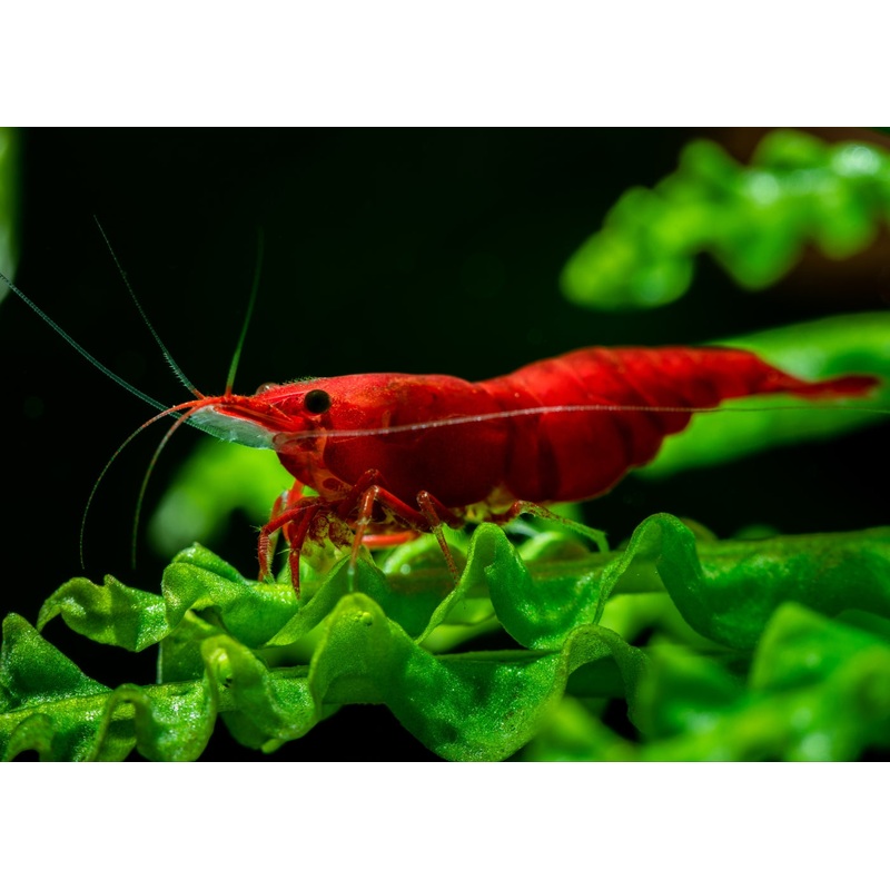 Cherry Shrimp – Fire Red 0.5-1cm