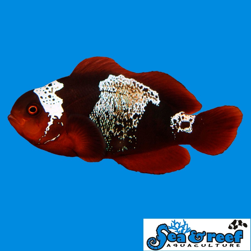 Clown – Maroon Lightning