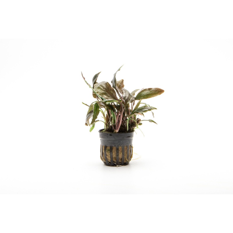 Cryptocoryne Blassii Pot