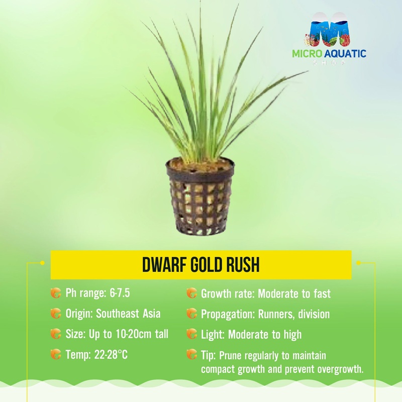 Dwarf Gold Rush Dwarf Gold Rush 5cm pot