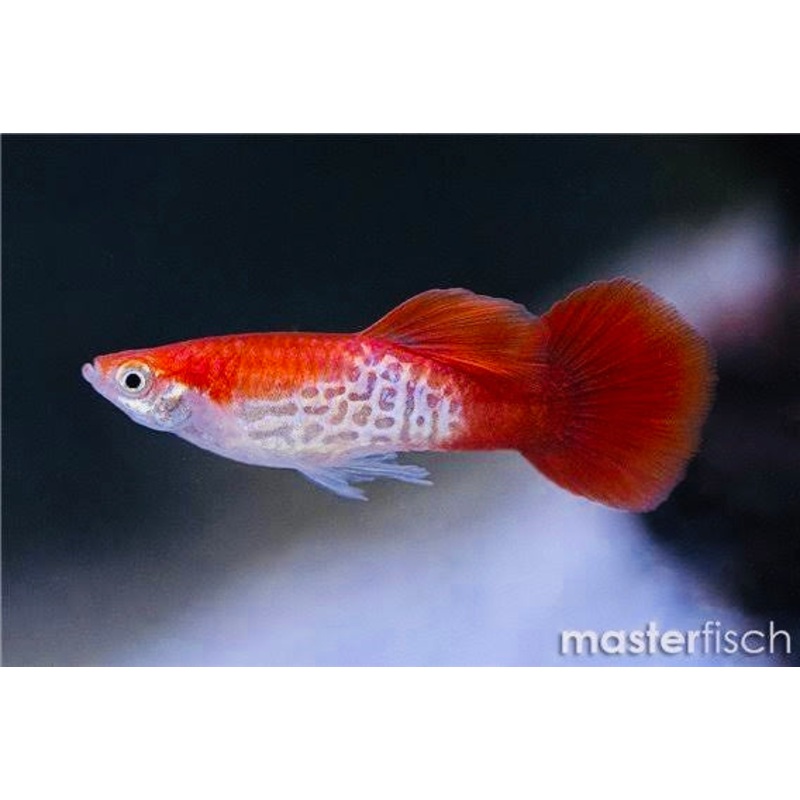 Guppy – Red Cobra 1 male