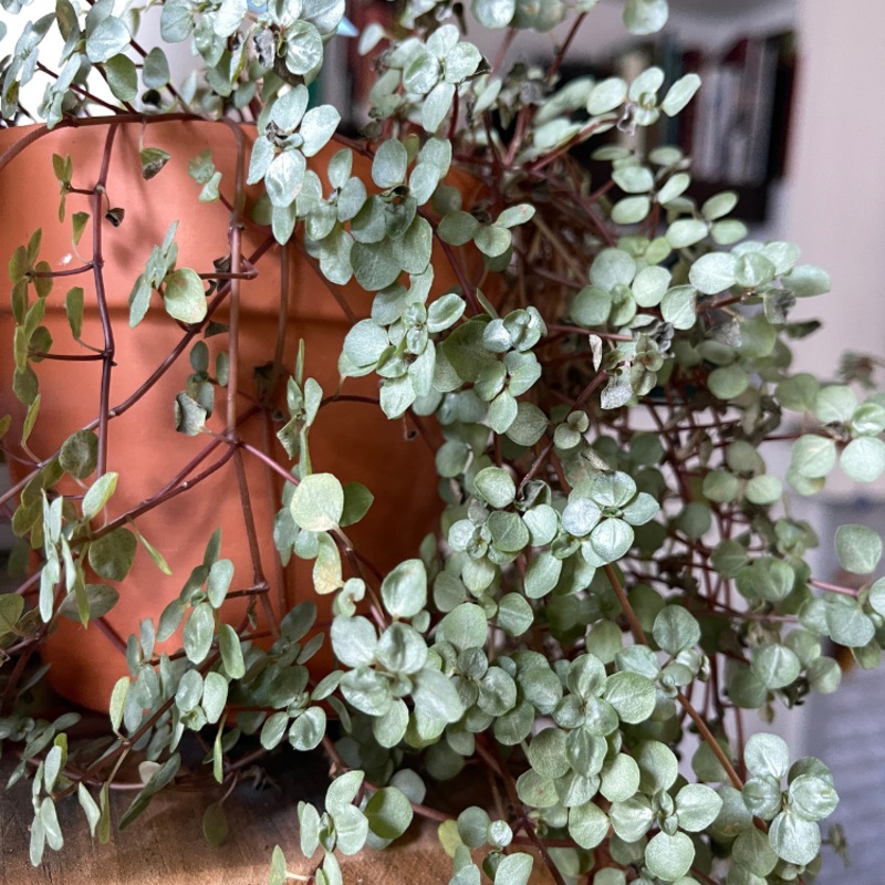 Pilea glauca Aquamarine – Terrarium Plant (NO GUARANTEE) Small