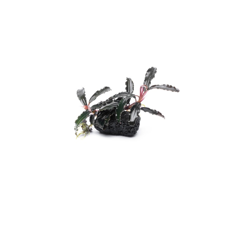 Bucephalandra Godzilla on Lava Stone (Farmed) Single