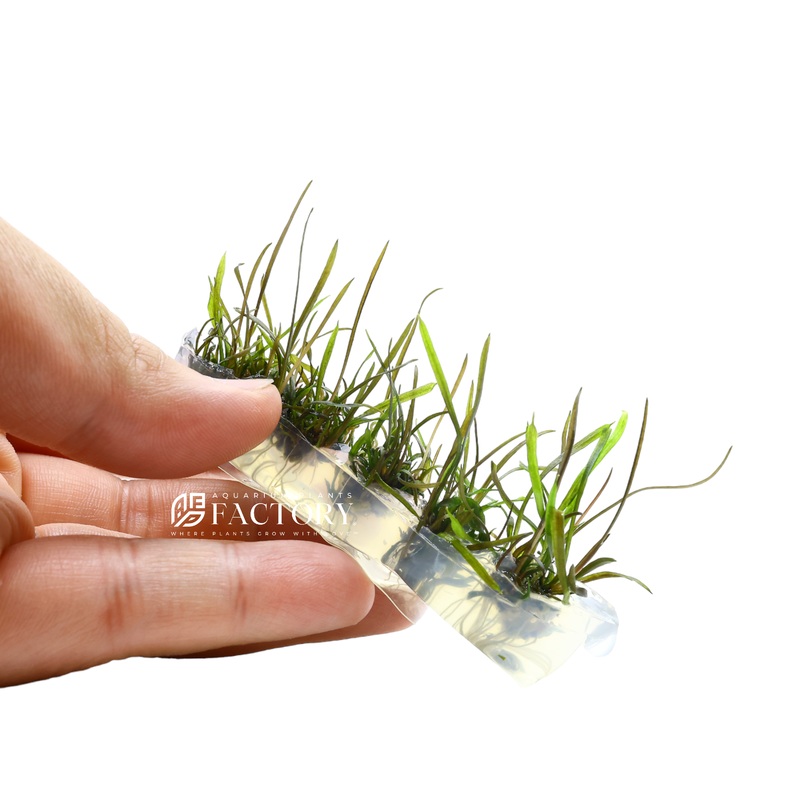 Cryptocoryne Tonkinensis Vitro Culture