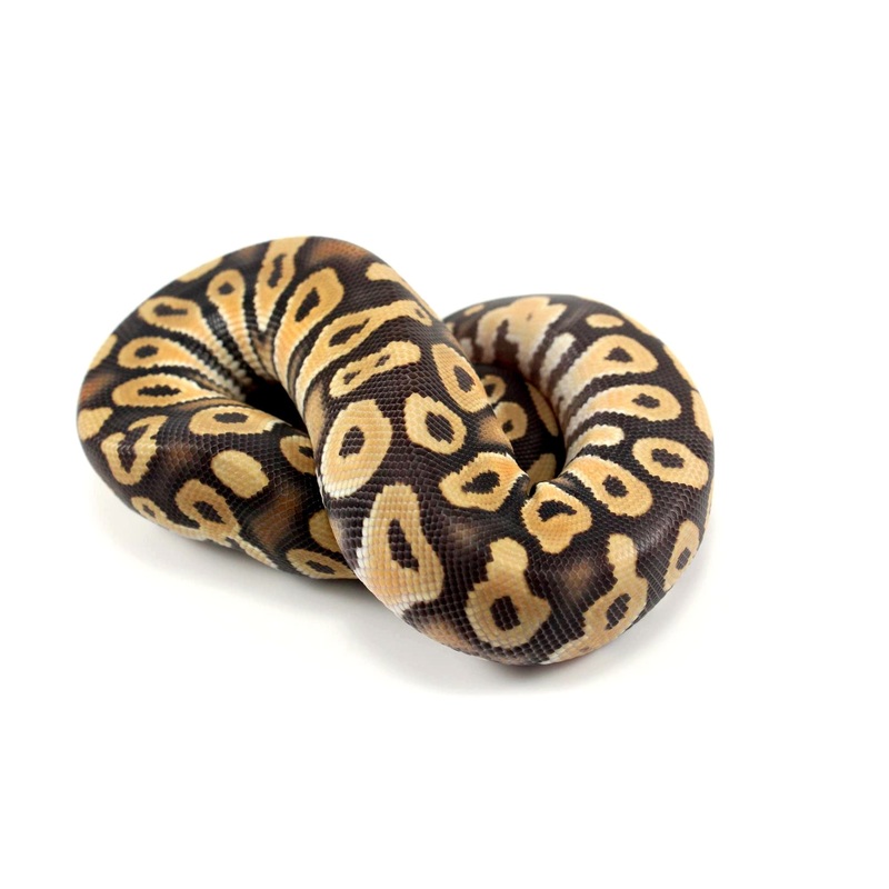 Hypo Orange Dream Phantom Ball Python