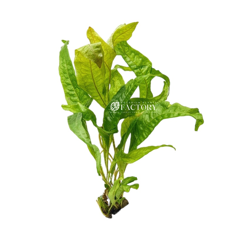 Java Fern Gold Sparkle Bare-root Plants