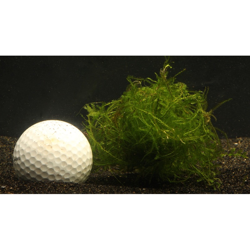 Java Moss Golf Ball Size Bunch