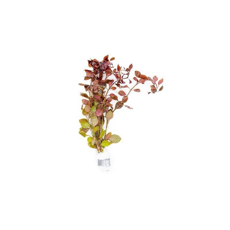 Ludwigia Natans ‘Super Red’ Loose ALA Aquatic Plants