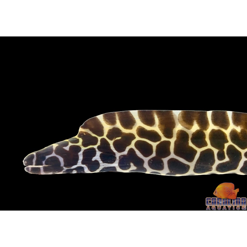 Eel – Tessalata Sm
