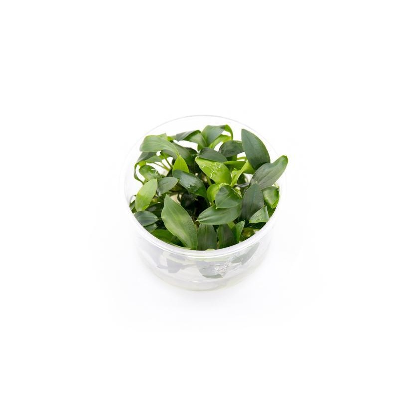 Homalomena Sp Sekadau South UNS Tissue Culture
