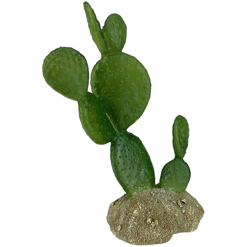 Komodo Prickly Pear