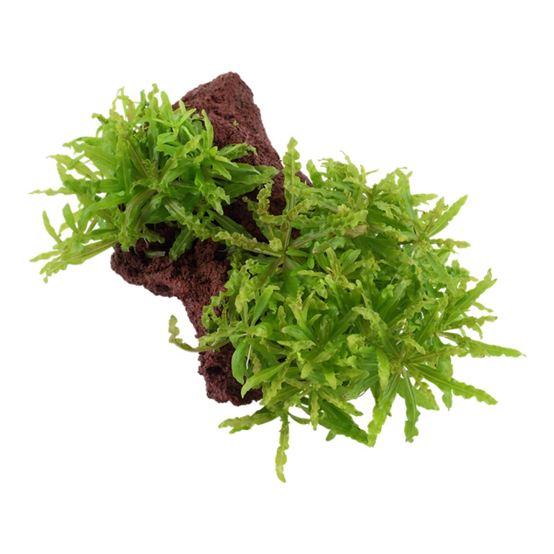 Pogostemon Helferi on Lava Rock Helferi on Lava Rock