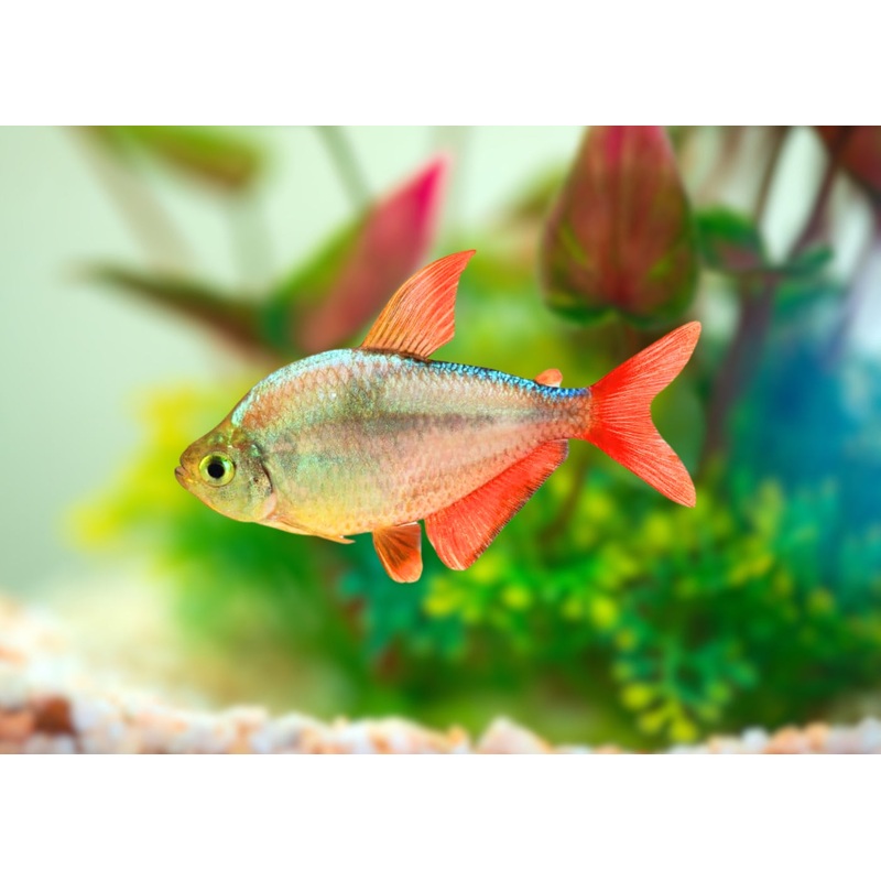 Red Blue Colombian Tetra 2.5-3.5cm