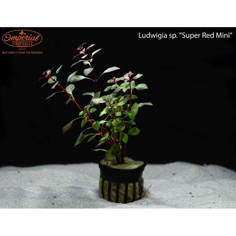 Ludwigia sp. “Super Red Mini” 1 Potted Plant