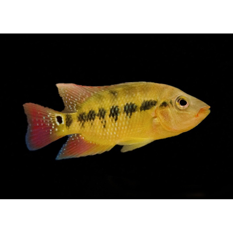 Red Terror – Festae 4-5cm
