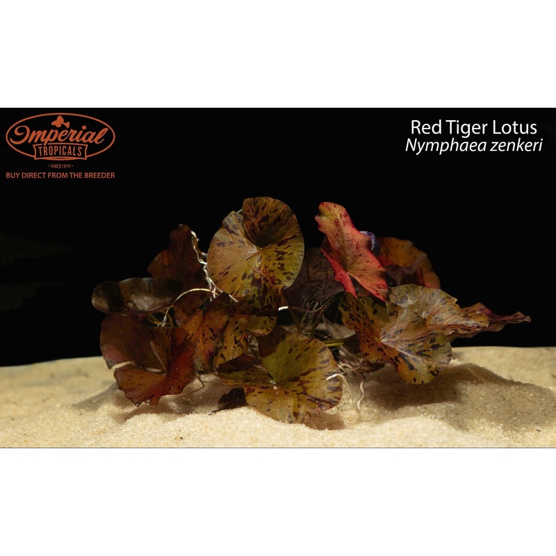Red Tiger Lotus 1 Plant