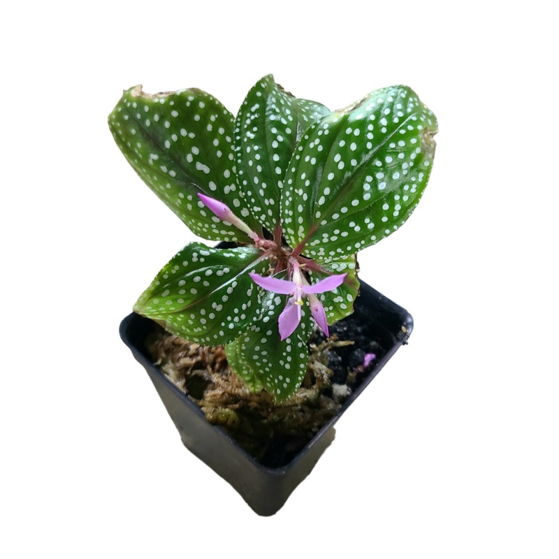 Sonerila sp. White Spotted 6+ leaf cutting